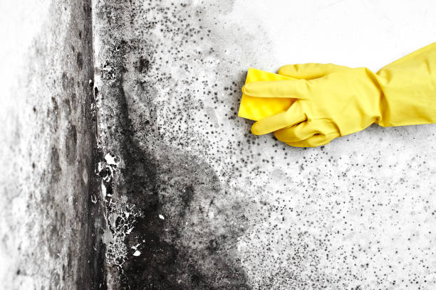 Best Emergency Mold Remediation in Tulare, CA