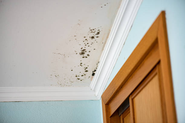 Best Post-Flood Mold Remediation in Tulare, CA