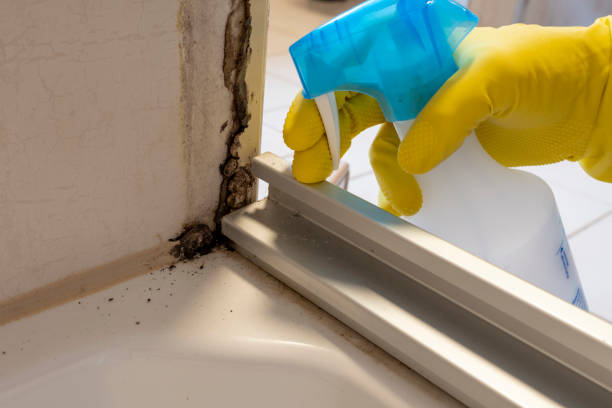 Best Residential Mold Remediation in Tulare, CA