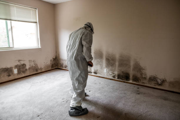 Best DIY Mold Remediation Support Services in Tulare, CA