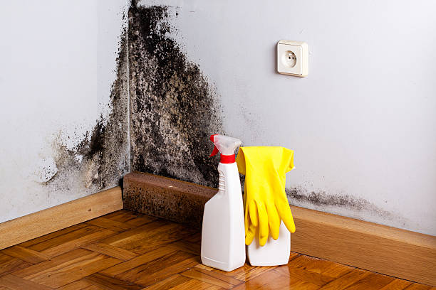 Best Mold Remediation for Schools in Tulare, CA